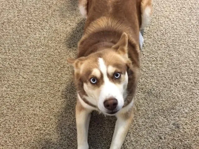 Lost dog in Ogden, UT, 84404