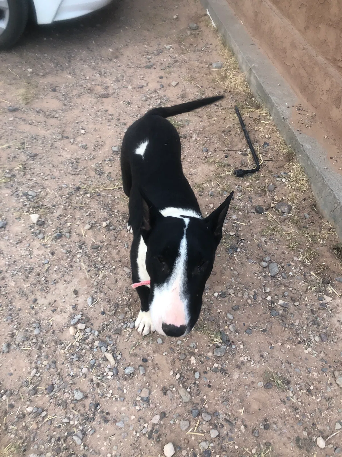 Lost dog in Chaparral, NM, 88081
