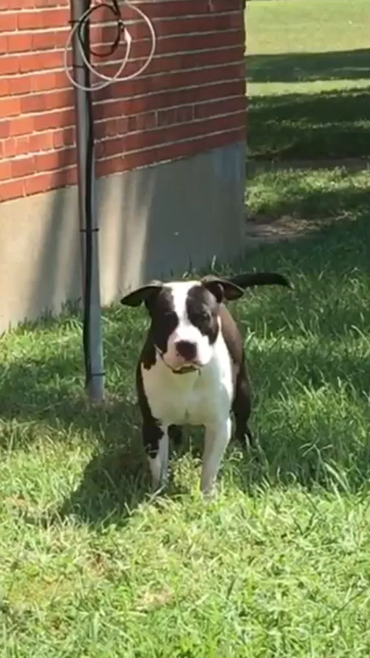 Lost dog in Chattanooga, TN, 37407