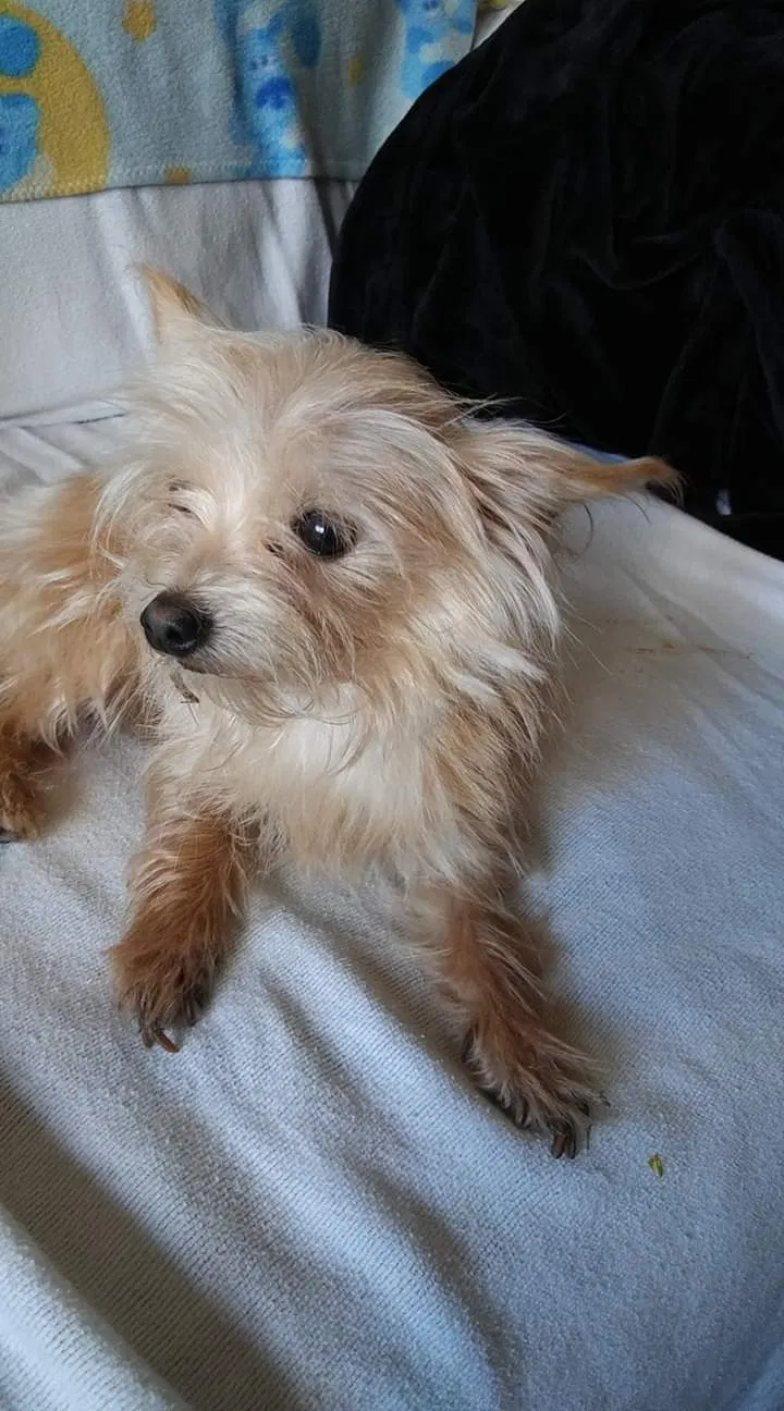 Lost dog in Lake Worth, FL, 33463