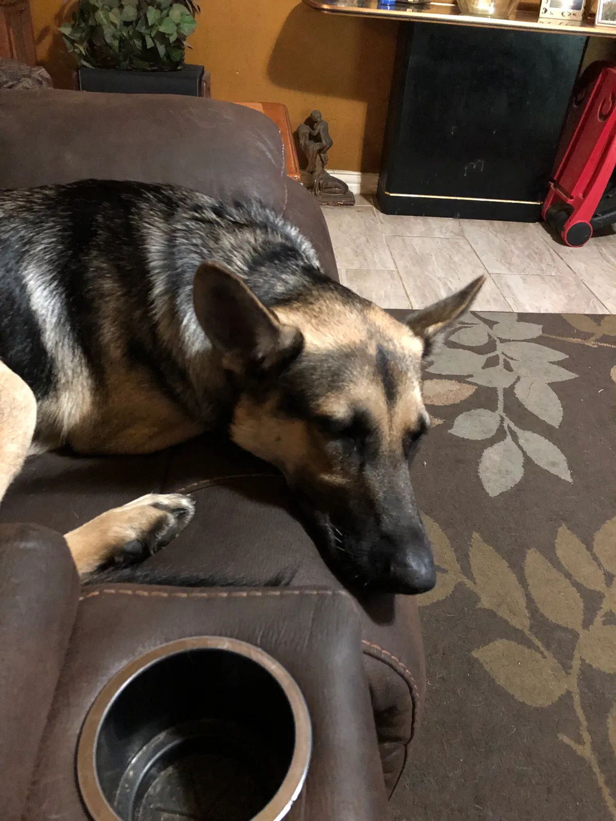 Found dog in Austin, TX, 78753