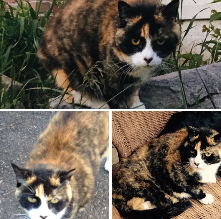 Lost cat in West Deptford, NJ, 8096