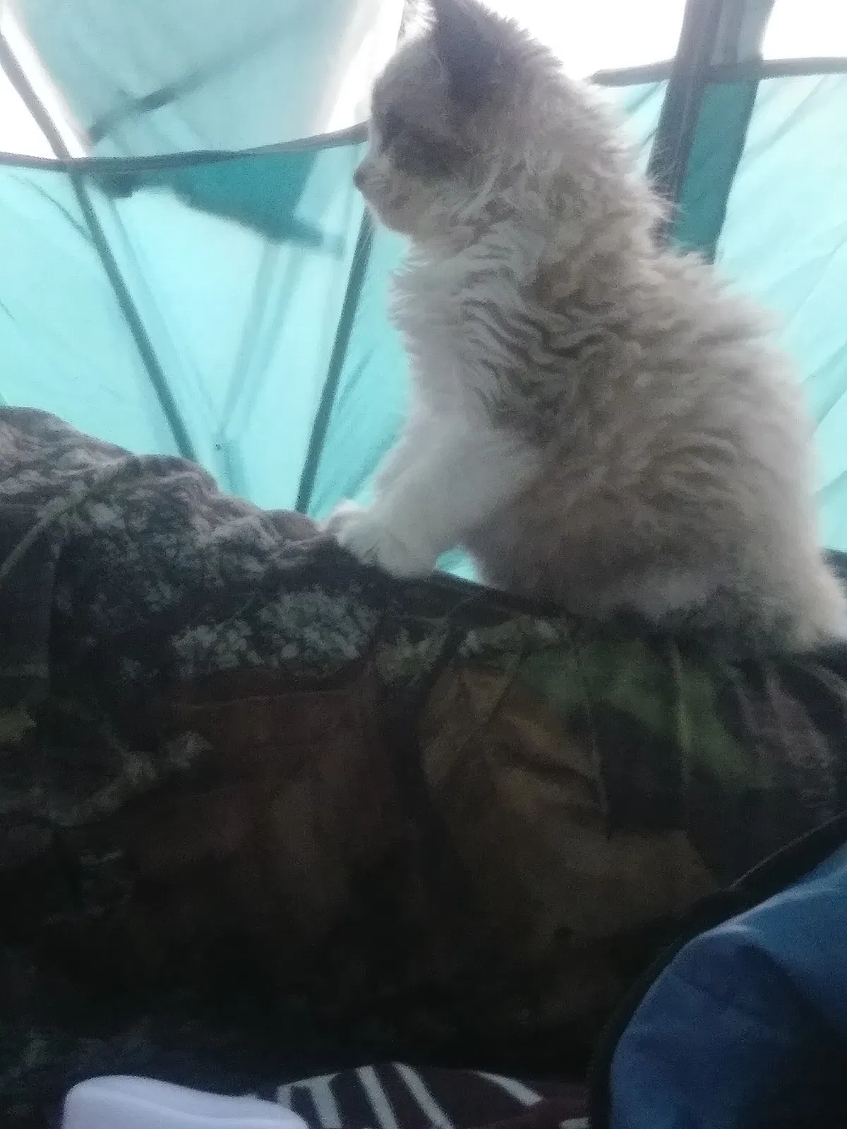 Lost cat in Cambridge, MN, 55008