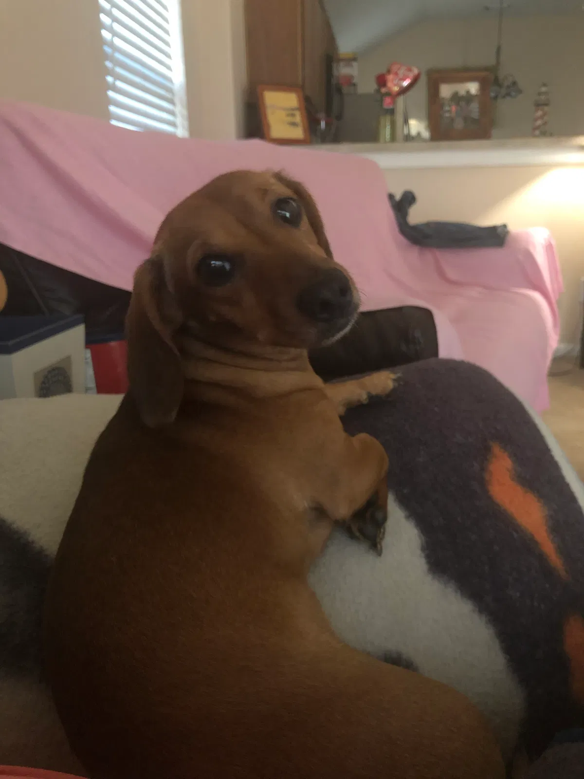 Lost dog in Spring, TX, 77379