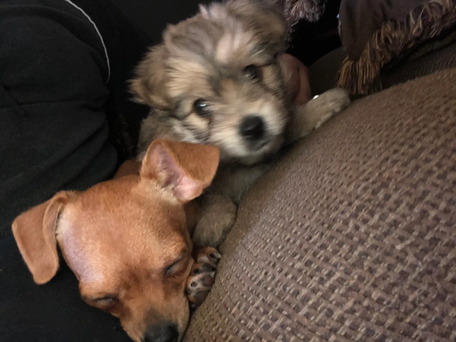 Lost dog in Wichita, KS, 67217