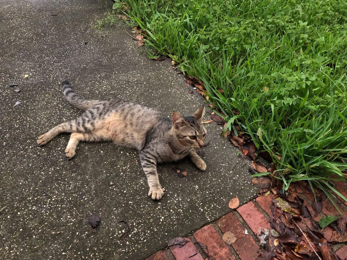 Lost cat in Jacksonville, FL, 32210
