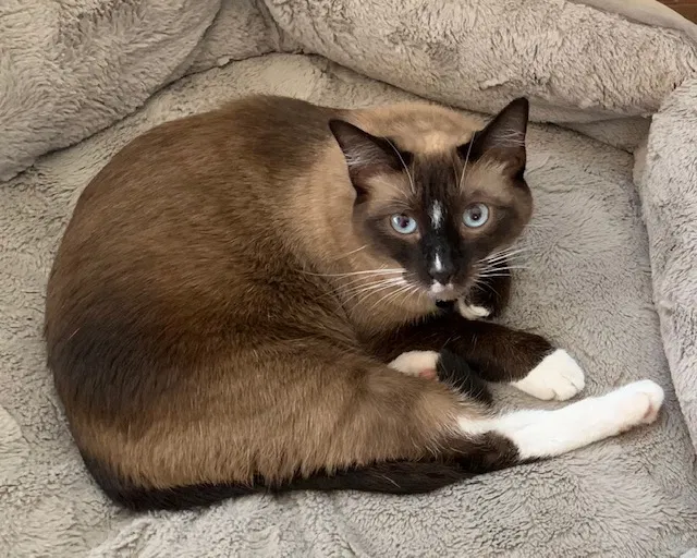 Lost cat in Midland, TX, 79705