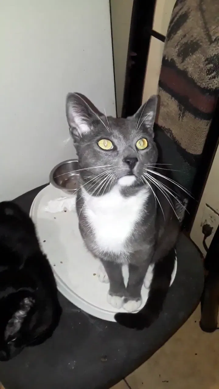 Lost cat in San Diego, CA, 92111
