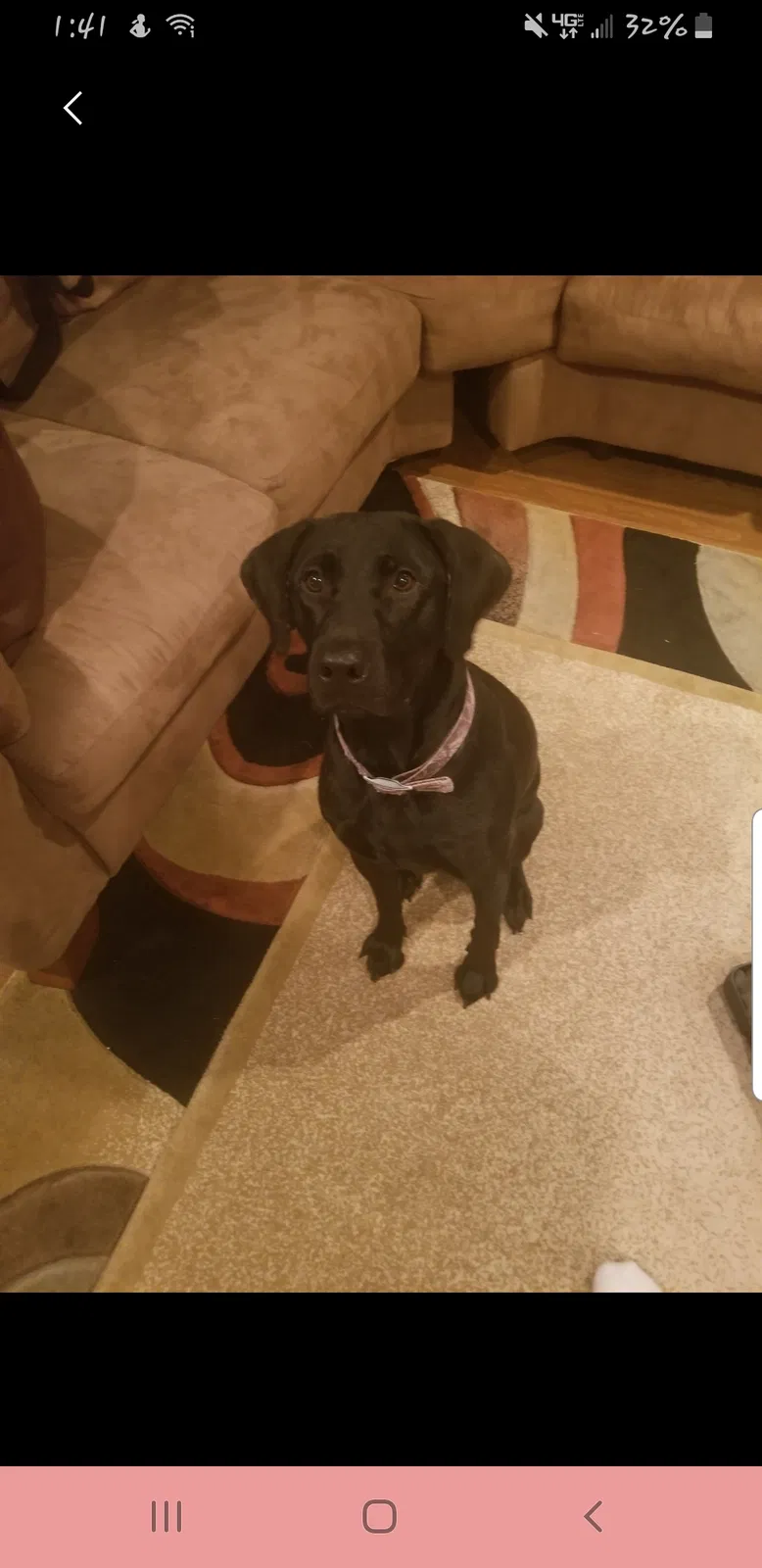 Lost dog in Paynesville, MN, 56362