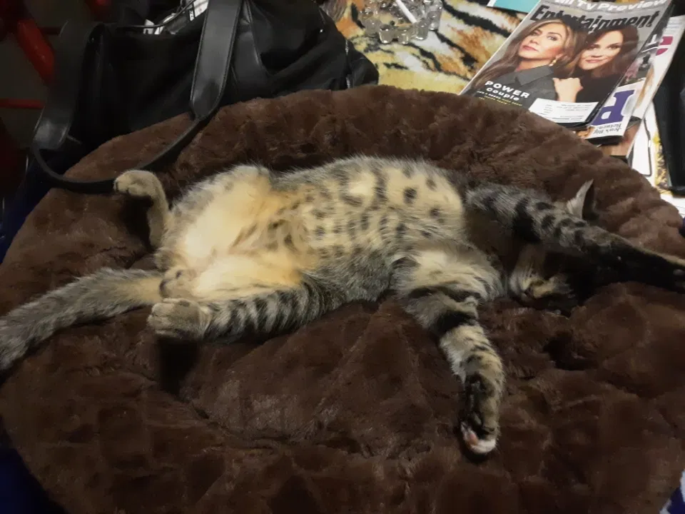 Lost cat in Everett, WA, 98208