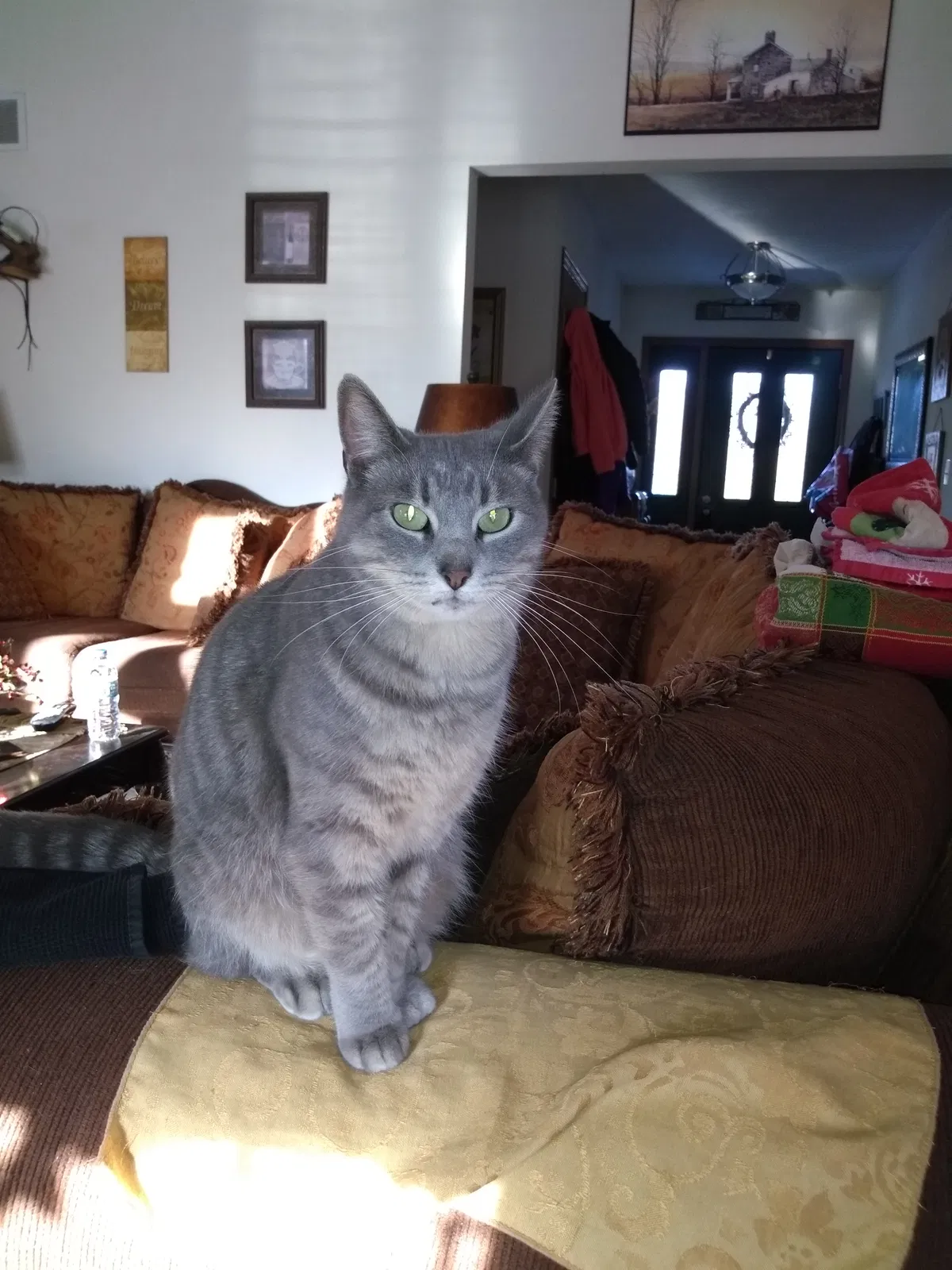 Lost cat in Janesville, WI, 53545