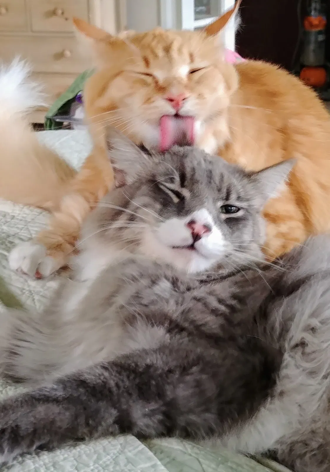 Lost cat in Fullerton, CA, 92835