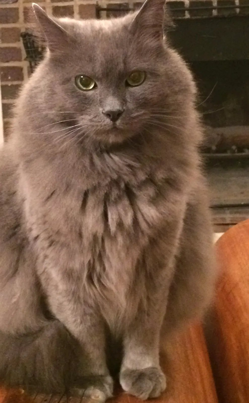 Lost cat in San Anselmo, CA, 94960