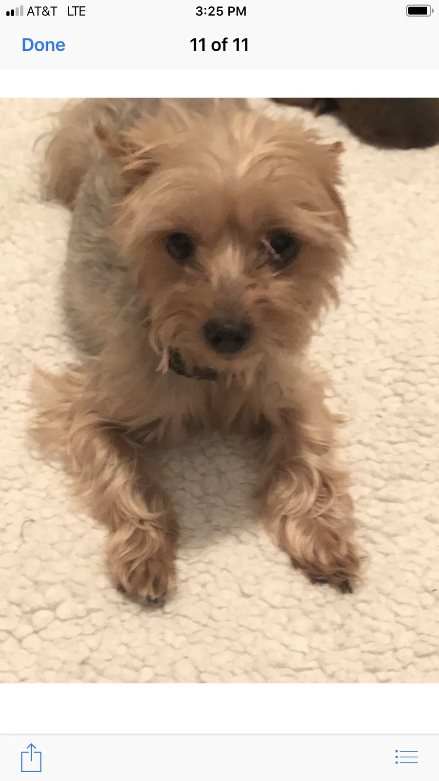 Lost dog in Jacksonville, FL, 32209