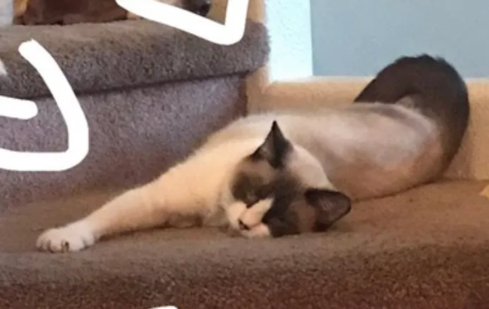 Lost cat in Scottsdale, AZ, 85257