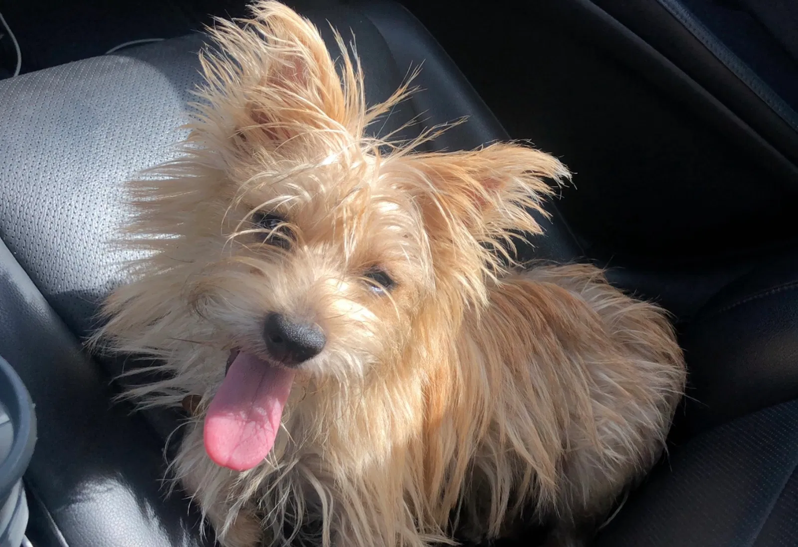 Lost dog in Columbus, OH, 43205