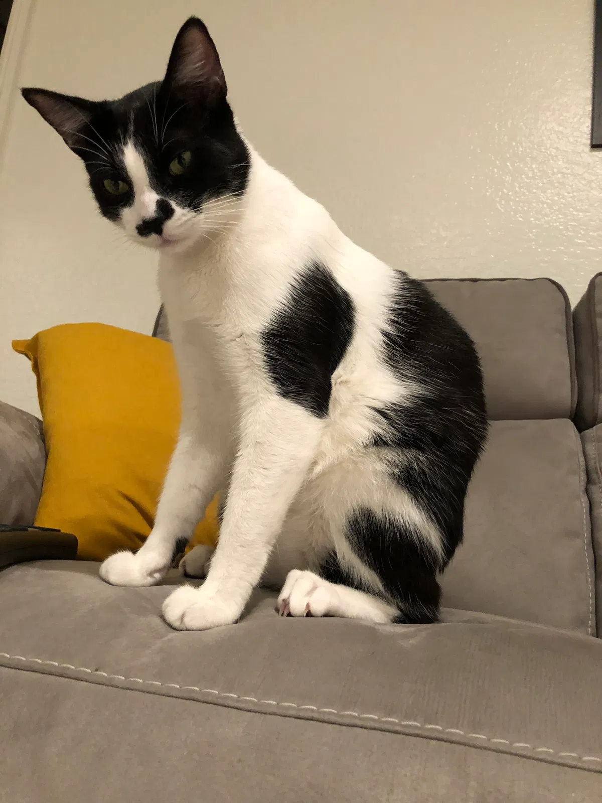 Lost cat in Carlsbad, CA, 92009