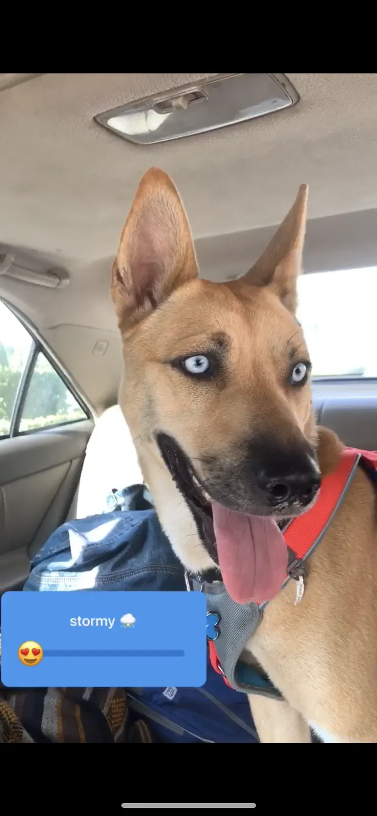 Lost dog in Redding, CA, 96001