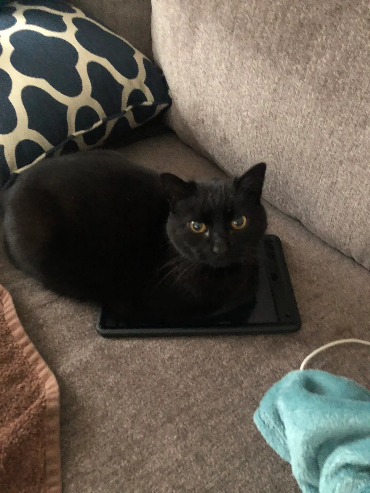 Lost cat in Tacoma, WA, 98446