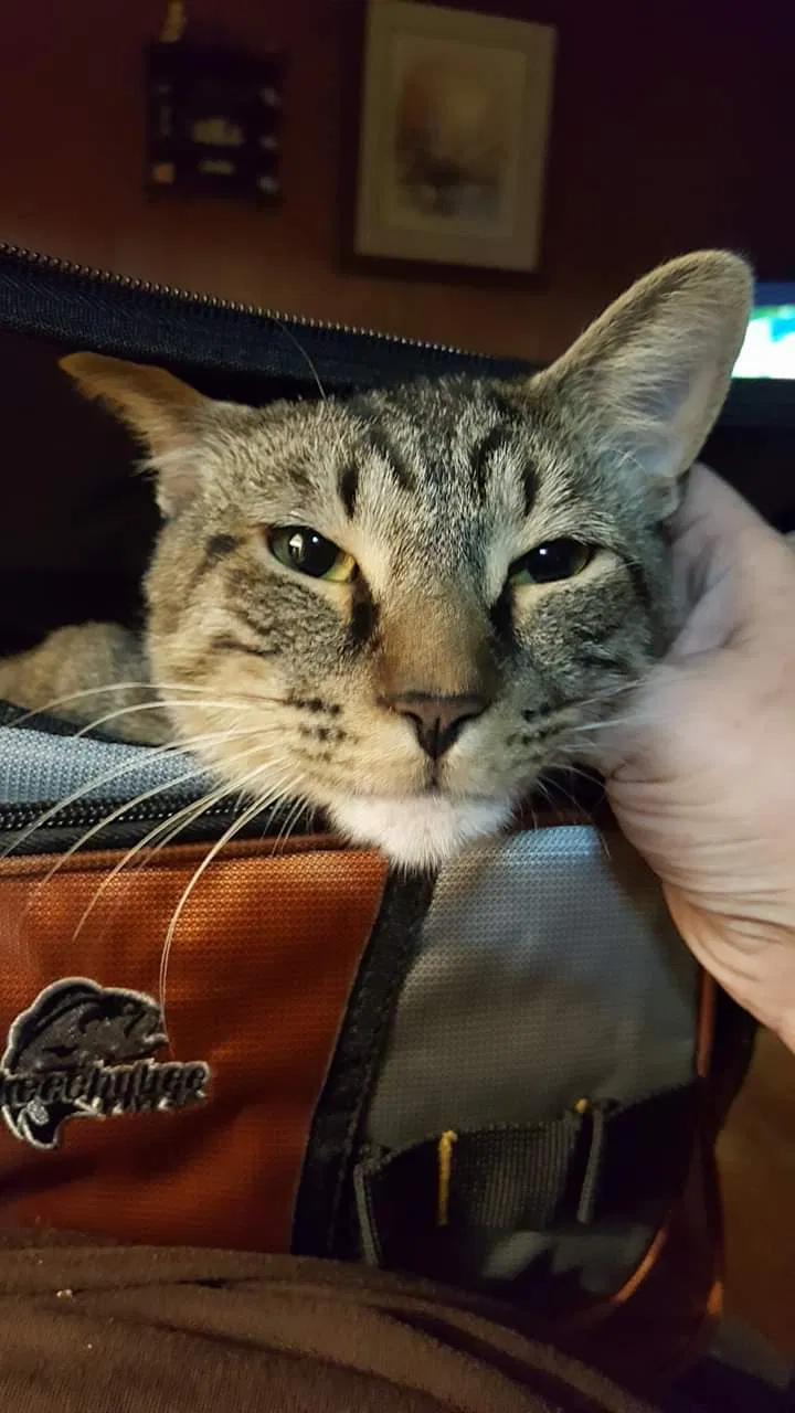 Lost cat in Oneida, TN, 37841