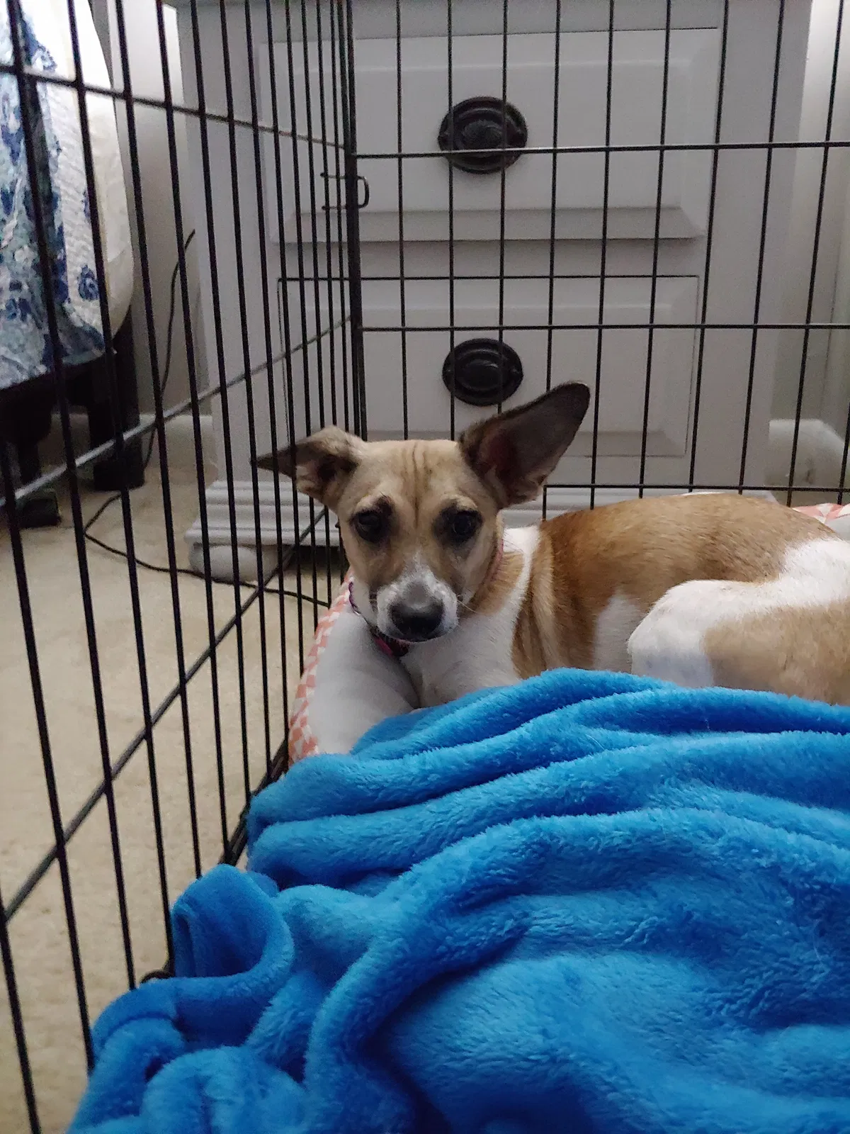 Lost dog in Scottdale, GA, 30079