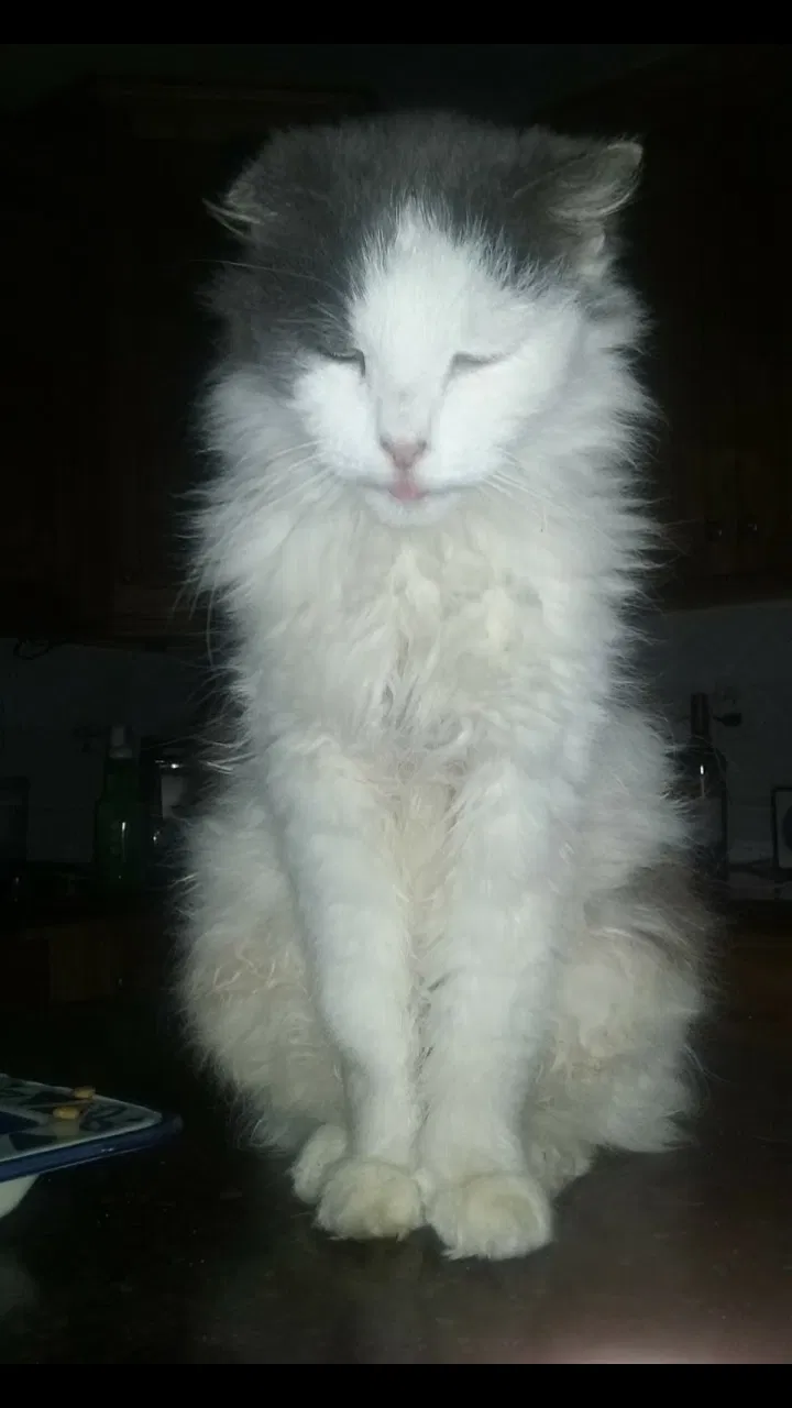 Lost cat in Marmora, NJ, 8223