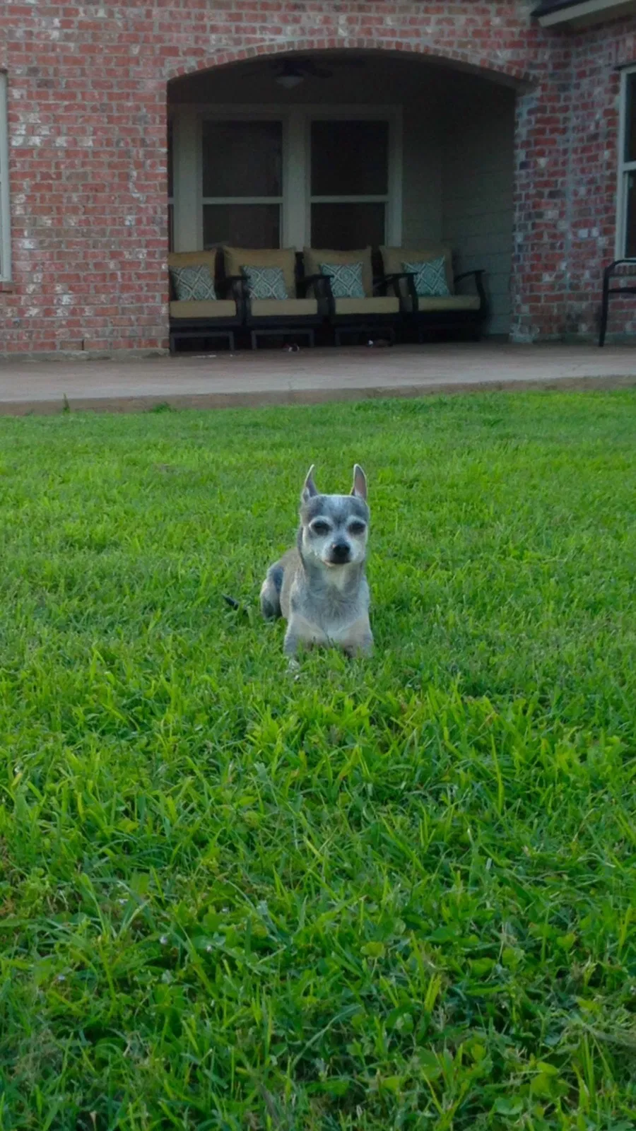 Lost dog in Morgan City, LA, 70380