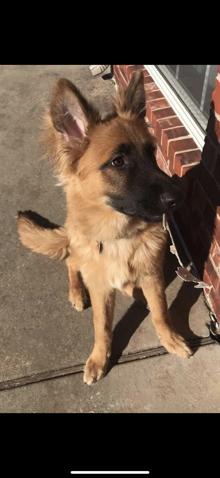 Lost dog in Oklahoma City, OK, 73159