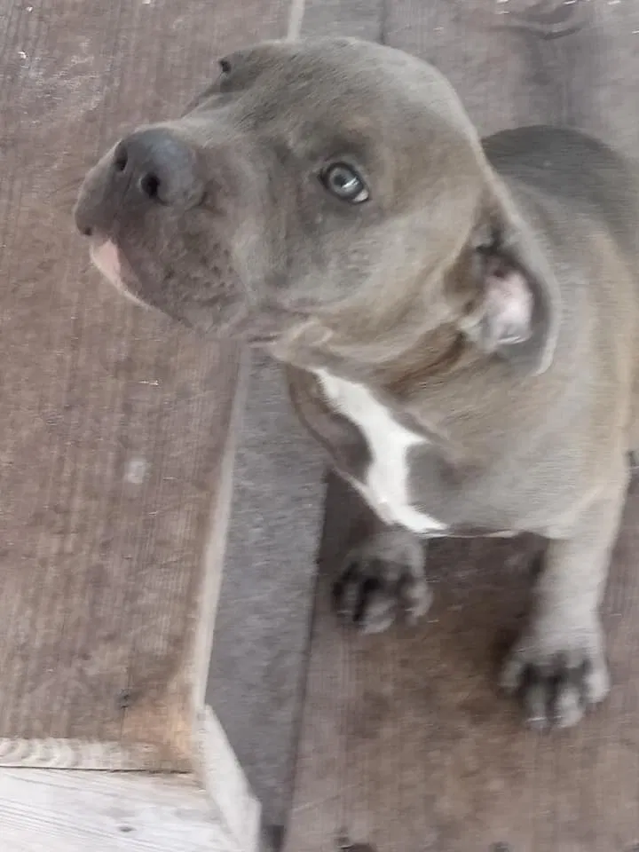 Lost dog in Lakeland, FL, 33815