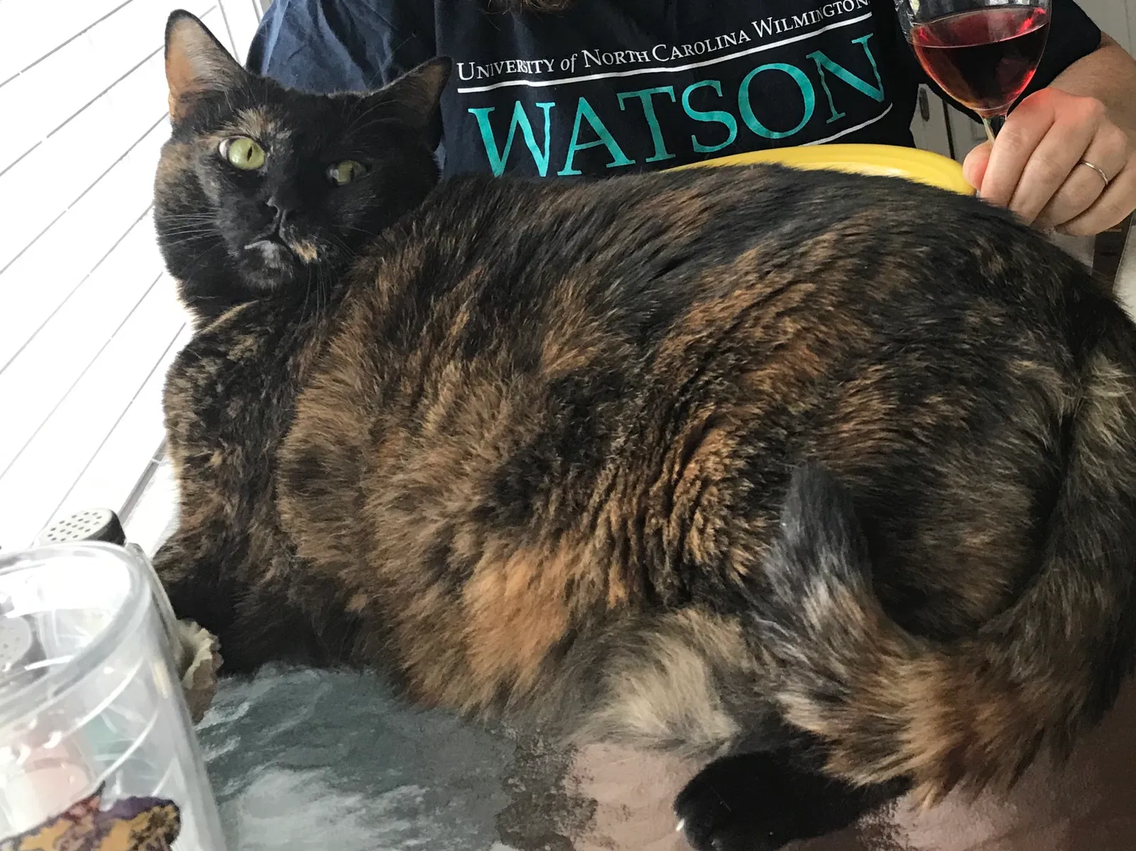 Lost cat in Newport, NC, 28570