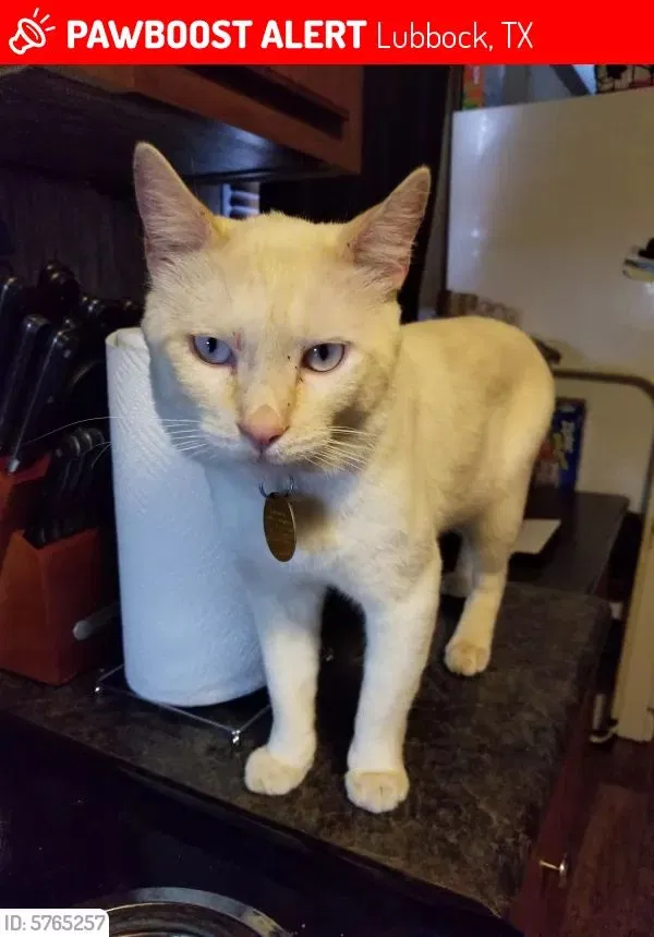 Lost cat in Lubbock, TX, 79407