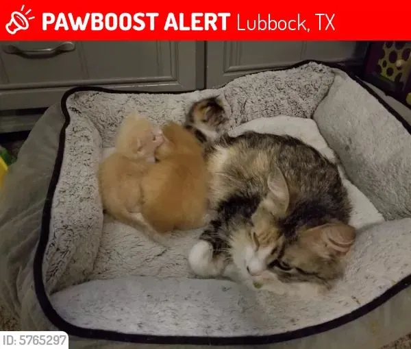 Lost cat in Lubbock, TX, 79407