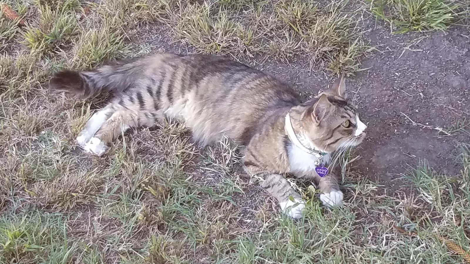 Lost cat in Torrance, CA, 90504