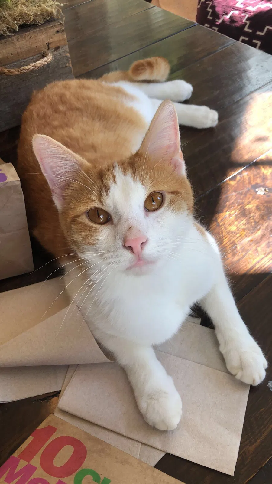 Lost cat in Memphis, TN, 38117