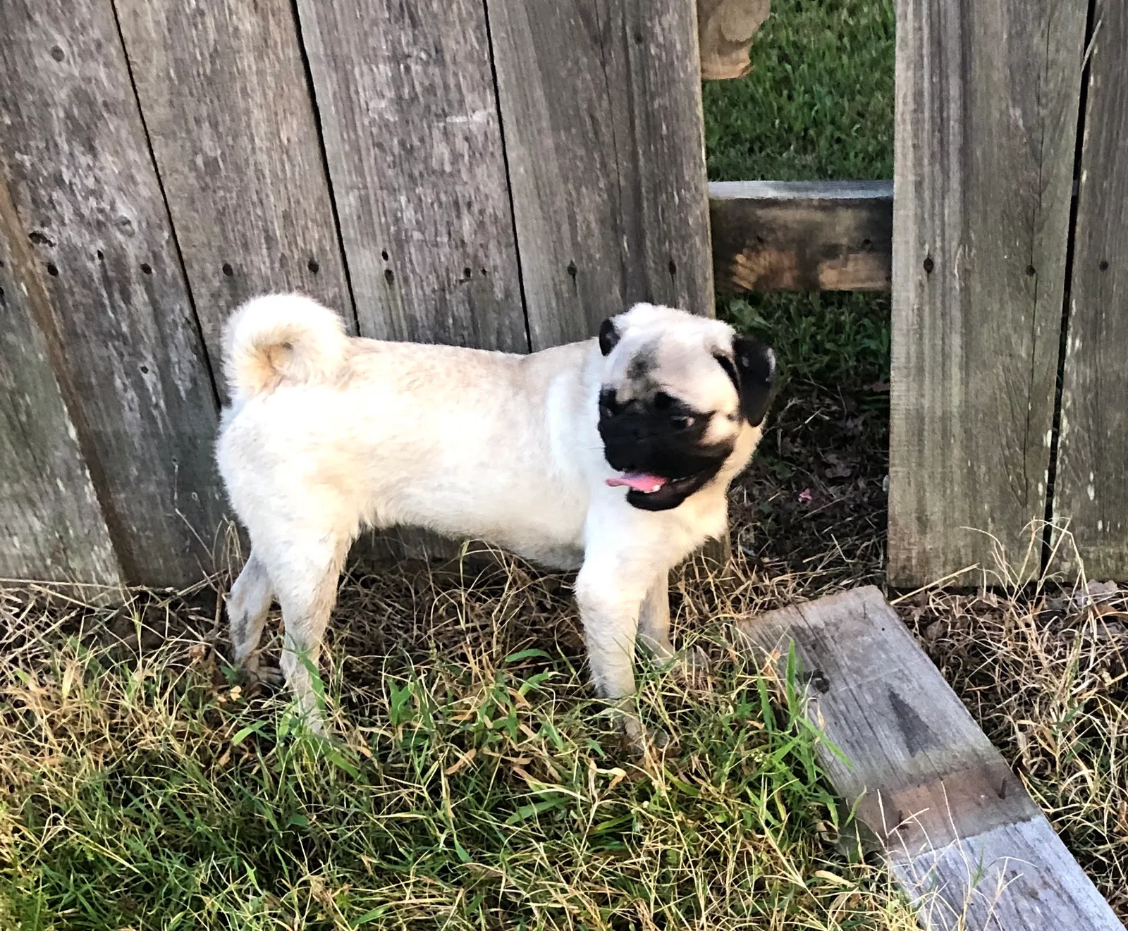 Lost dog in Marks, MS, 38646