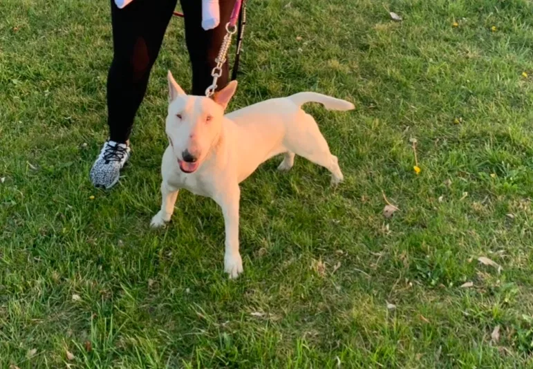 Lost dog in Victorville, CA, 92395