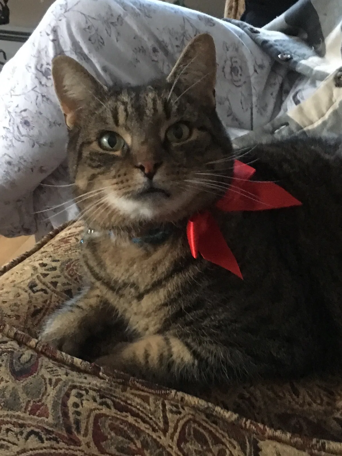 Lost cat in North Clarendon, VT, 5759