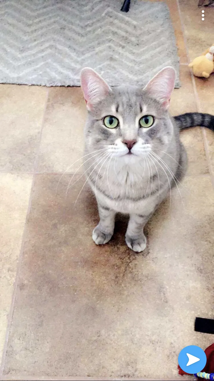 Lost cat in Tucson, AZ, 85742