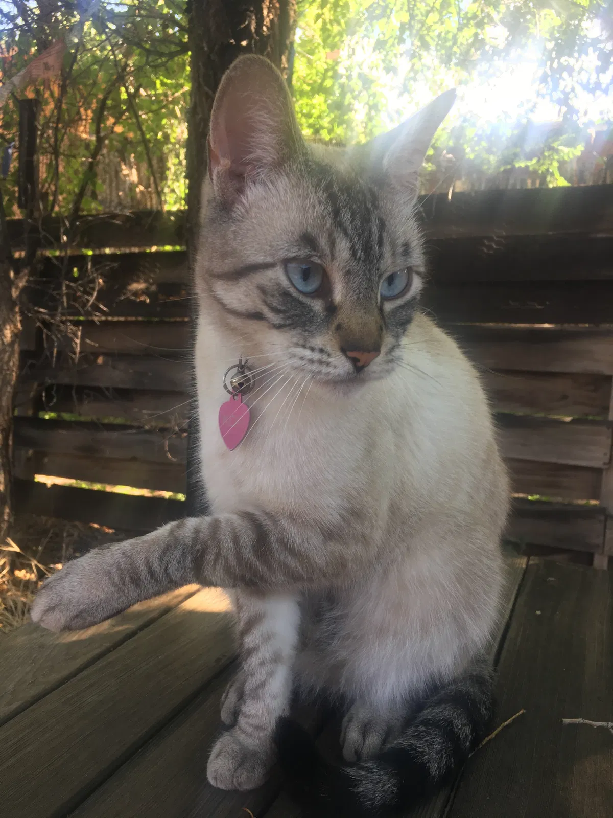 Lost cat in Santa Fe, NM, 87501