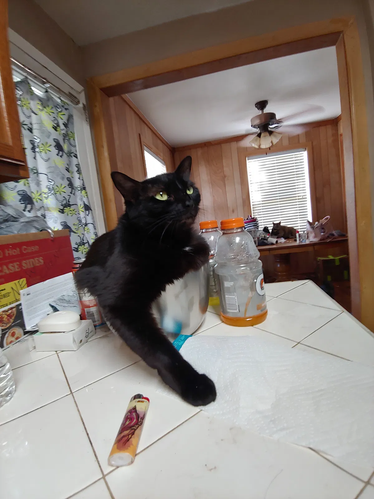 Lost cat in Denton, TX, 76201