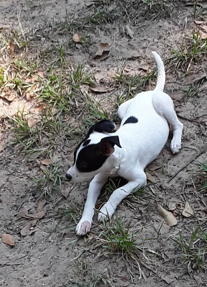 Lost dog in Texarkana, TX, 75501