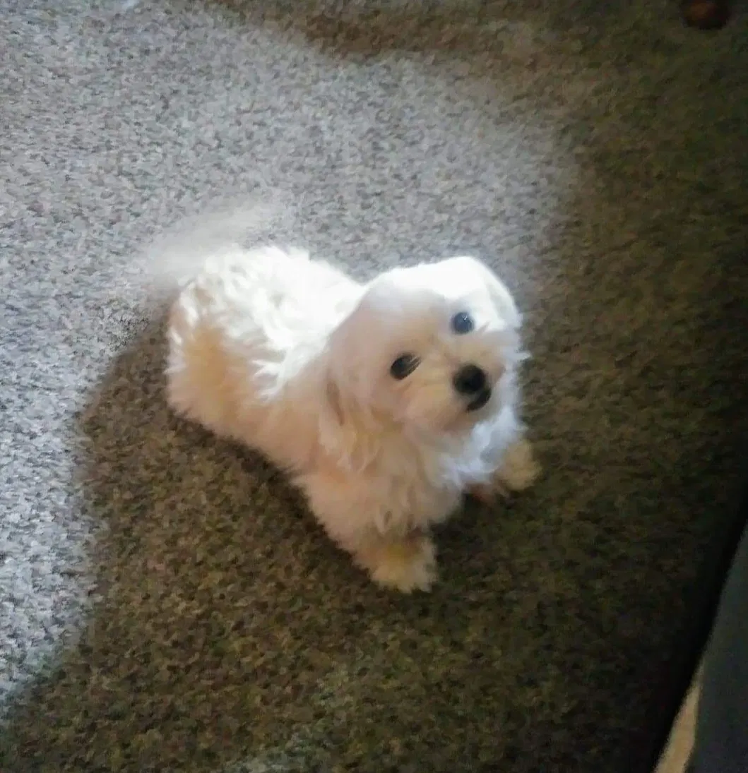 Lost dog in Odessa, TX, 79763