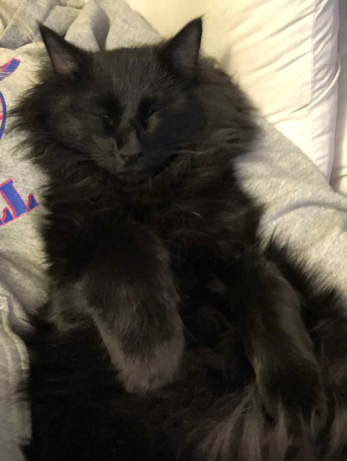 Lost cat in Draper, UT, 84020