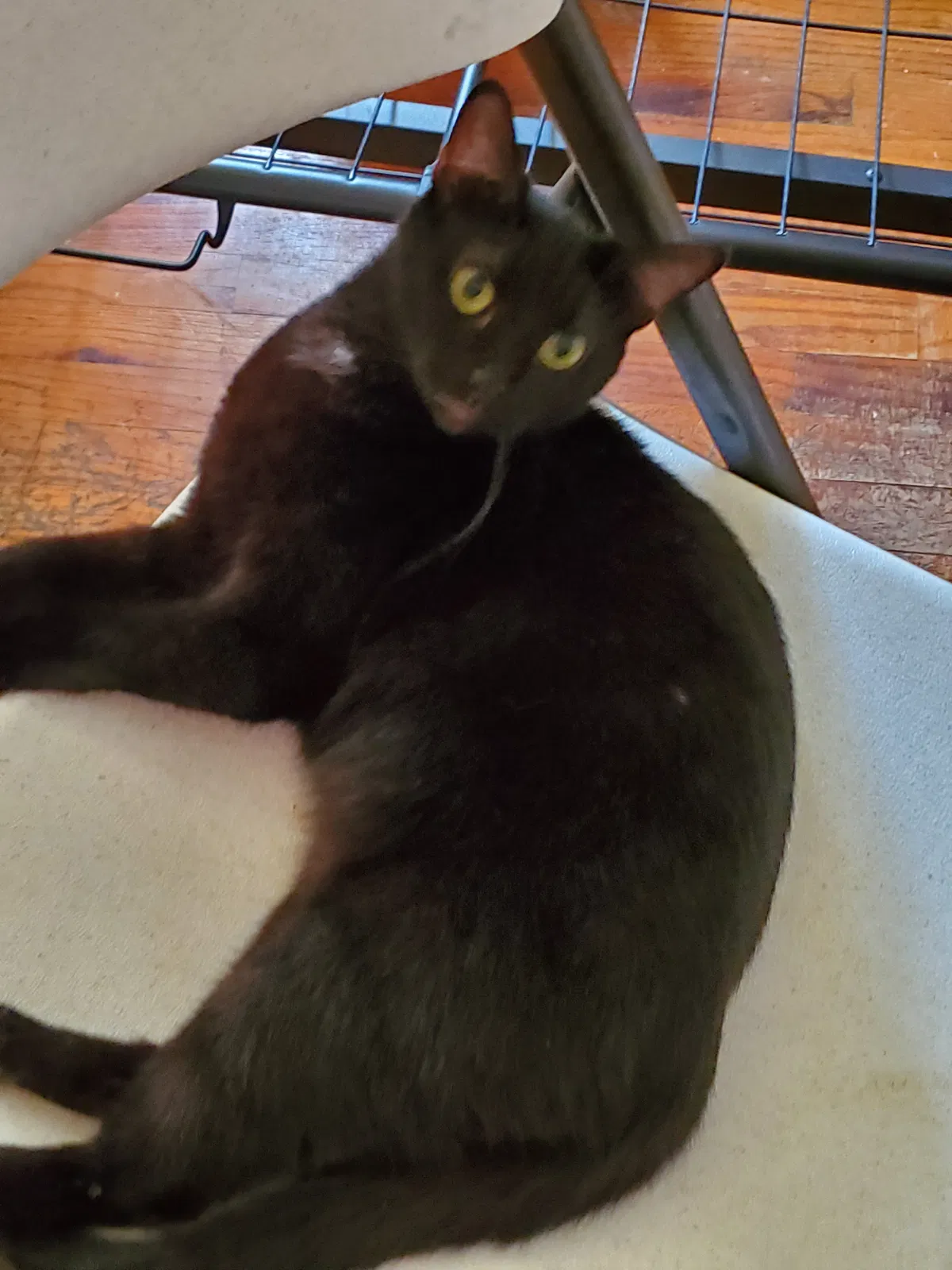 Lost cat in Downey, CA, 90241