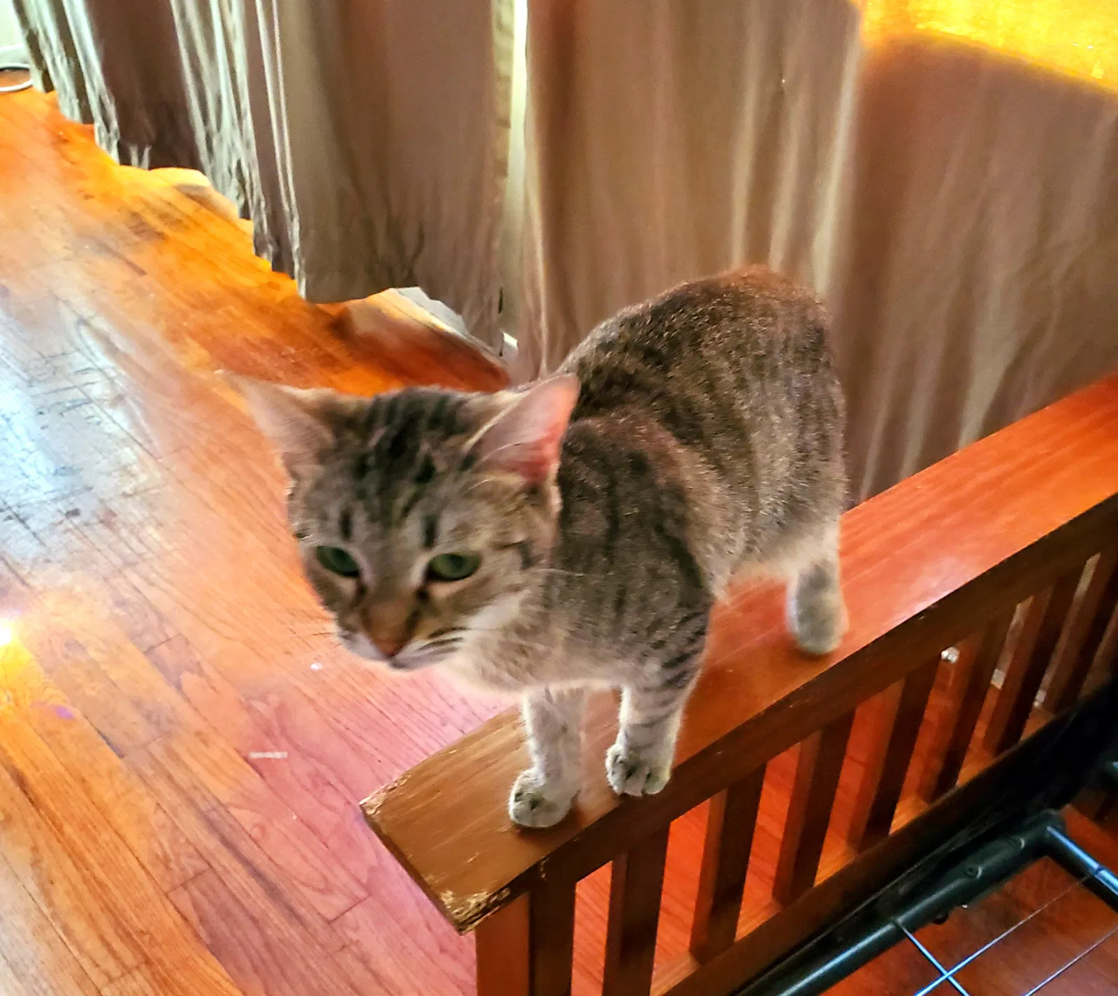 Lost cat in Downey, CA, 90241