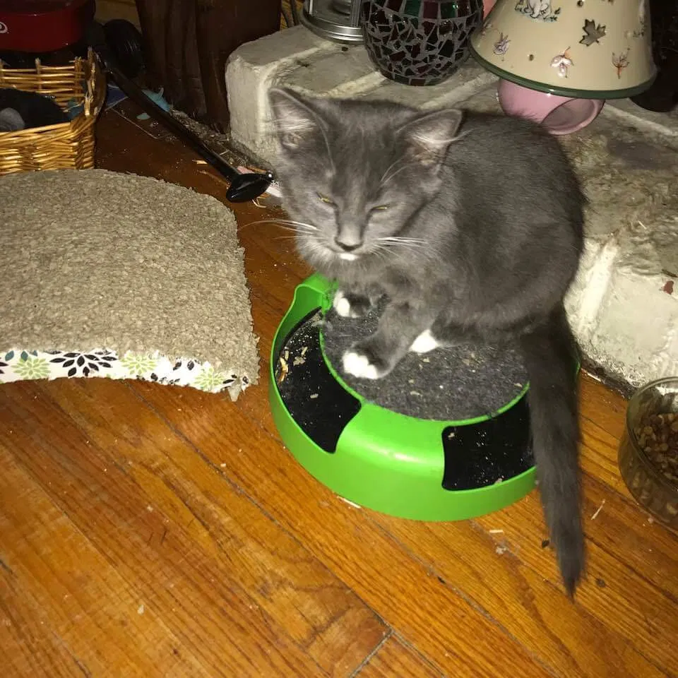 Lost cat in Downey, CA, 90241