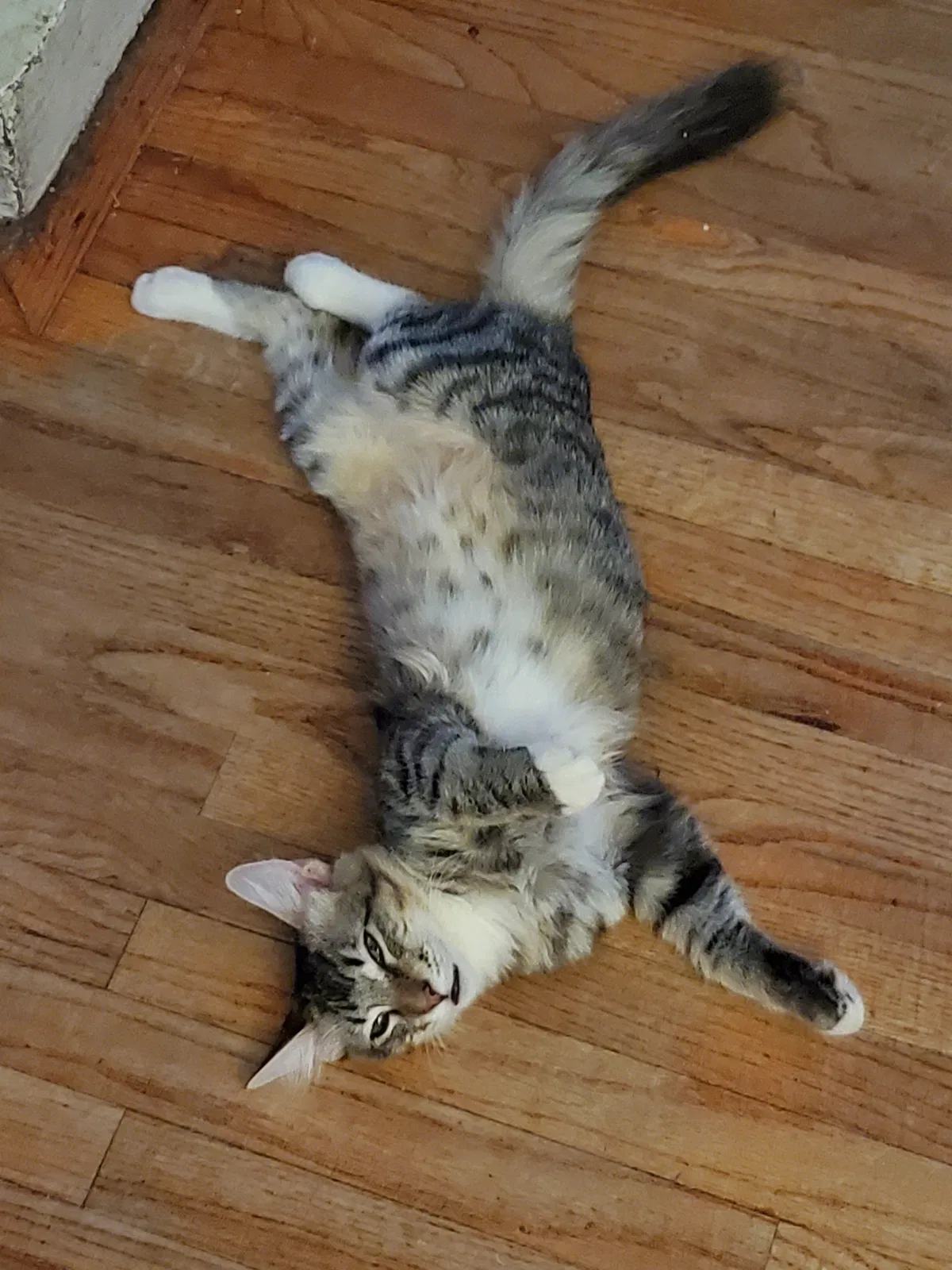 Lost cat in Downey, CA, 90241