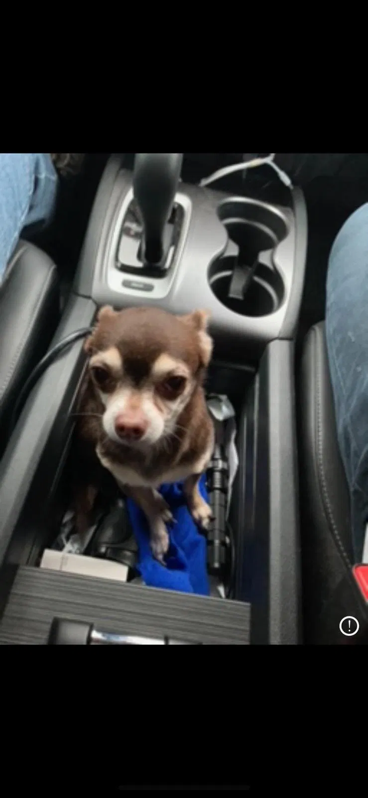 Lost dog in Port Charlotte, FL, 33952