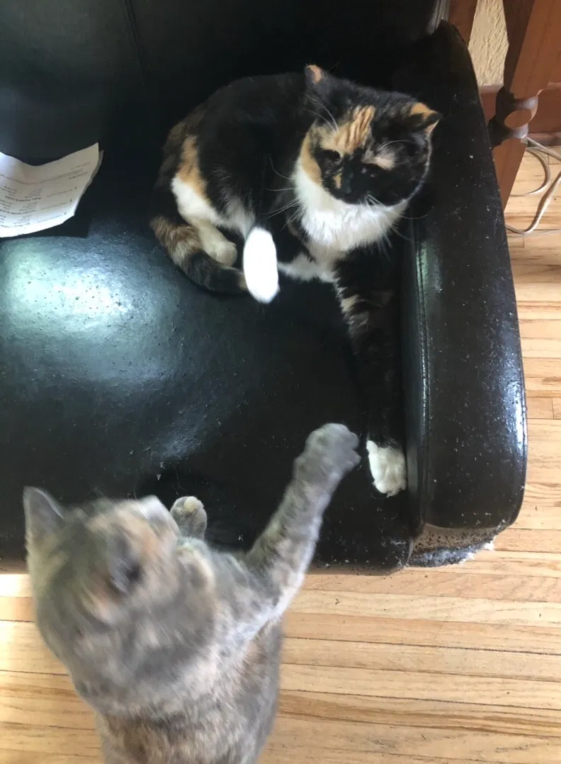 Lost cat in Austin, MN, 55912