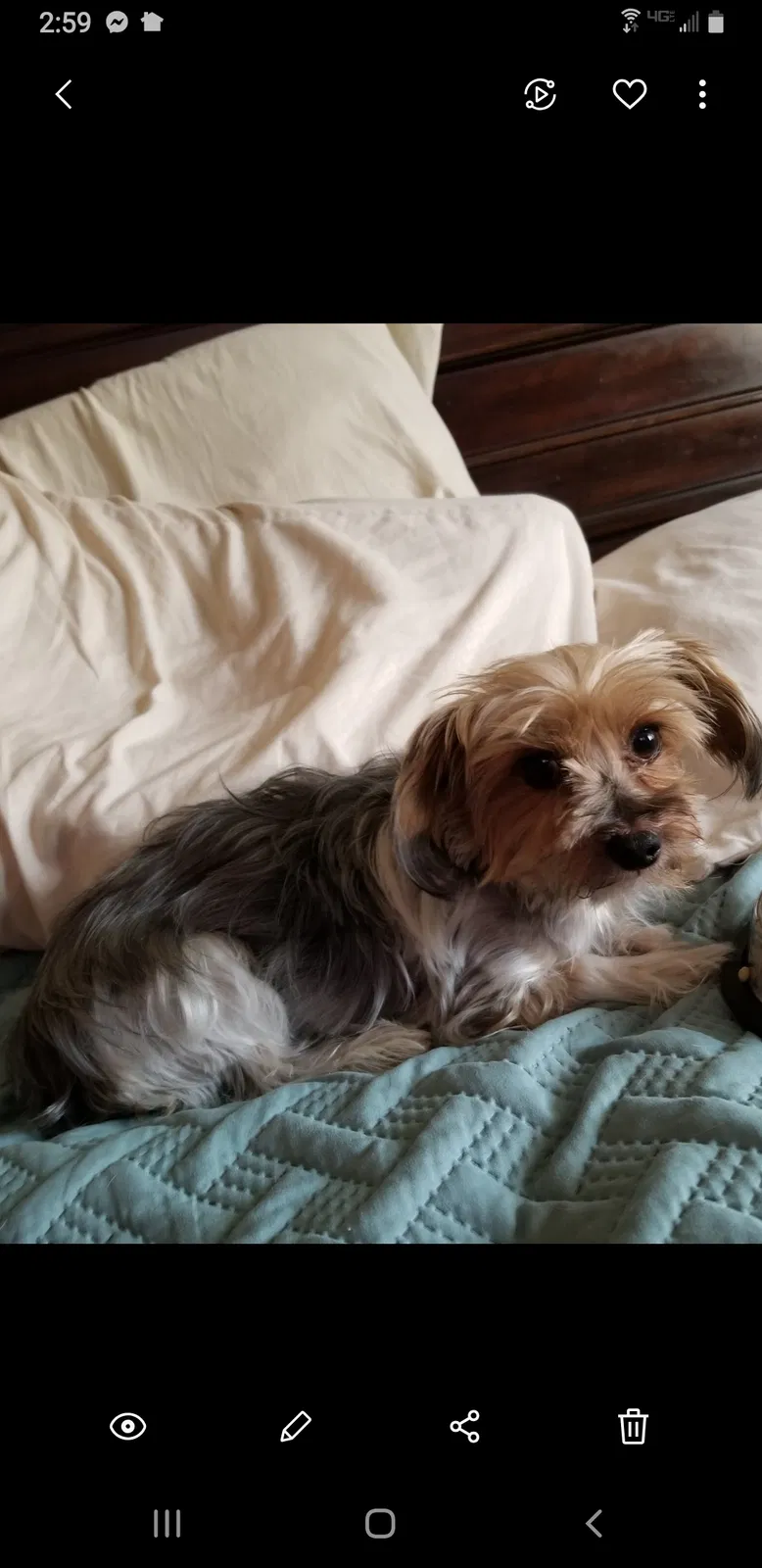 Lost dog in Tucson, AZ, 85742